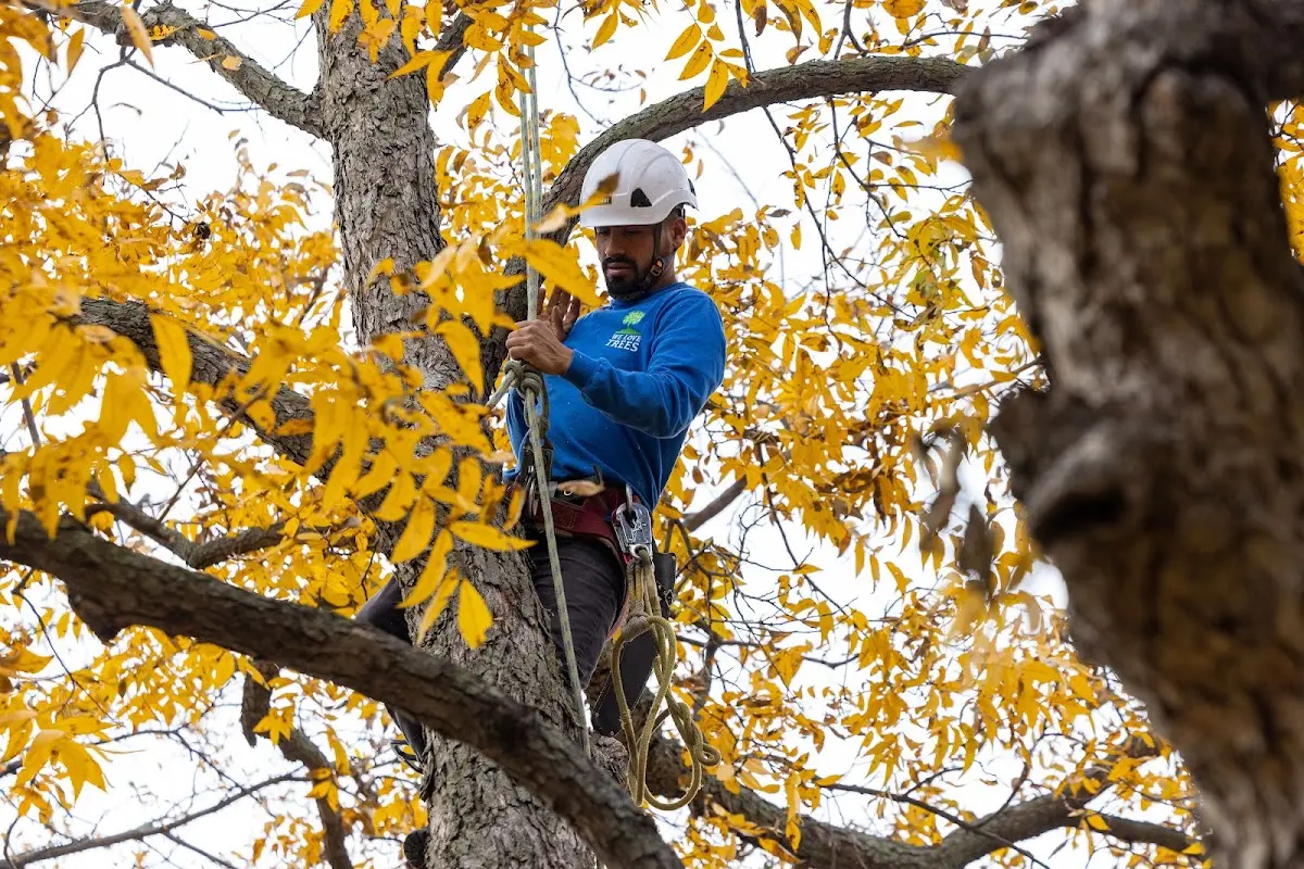 Skilled Emergency Tree Service crew working in Paris
